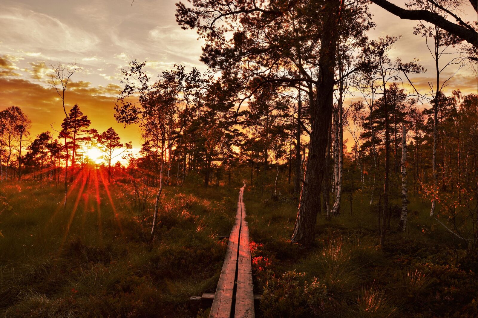 Nikon D3200 sample photo. Evening, forest, landscape, nature photography