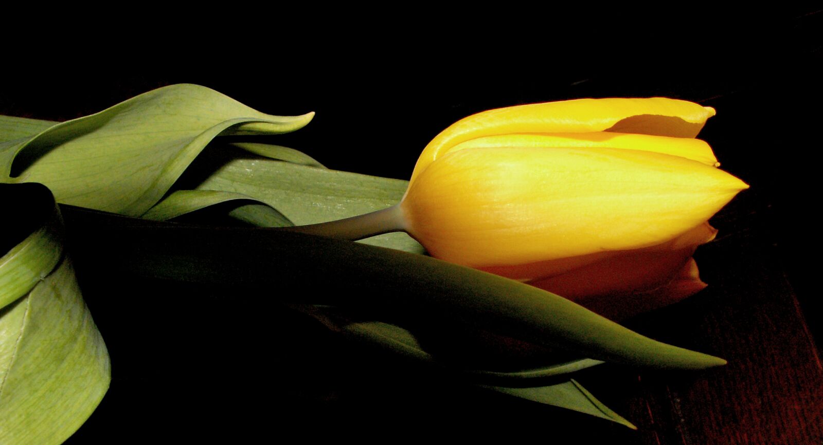 KONICA MINOLTA DiMAGE Z5 sample photo. Tulip, flower, spring photography