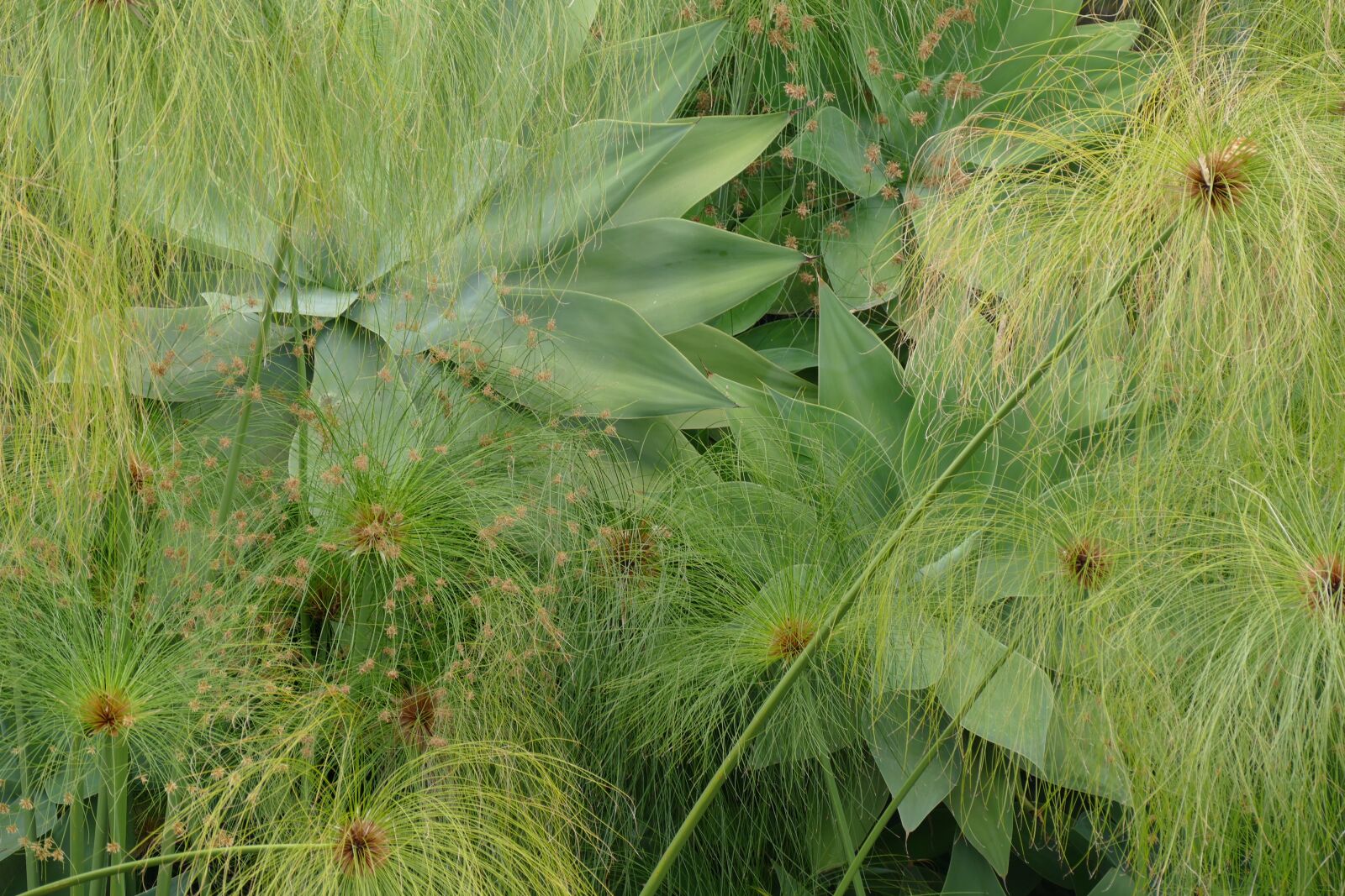 Panasonic Lumix DMC-FZ1000 sample photo. Wall, turfed, planted photography