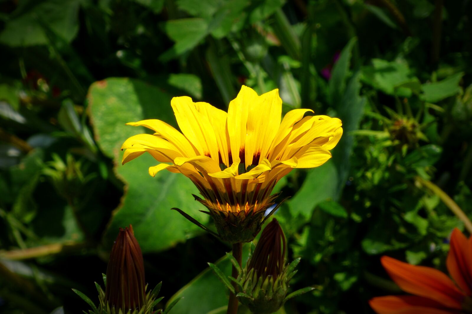 Panasonic Lumix DMC-FZ70 sample photo. Flower, yellow flower, plant photography