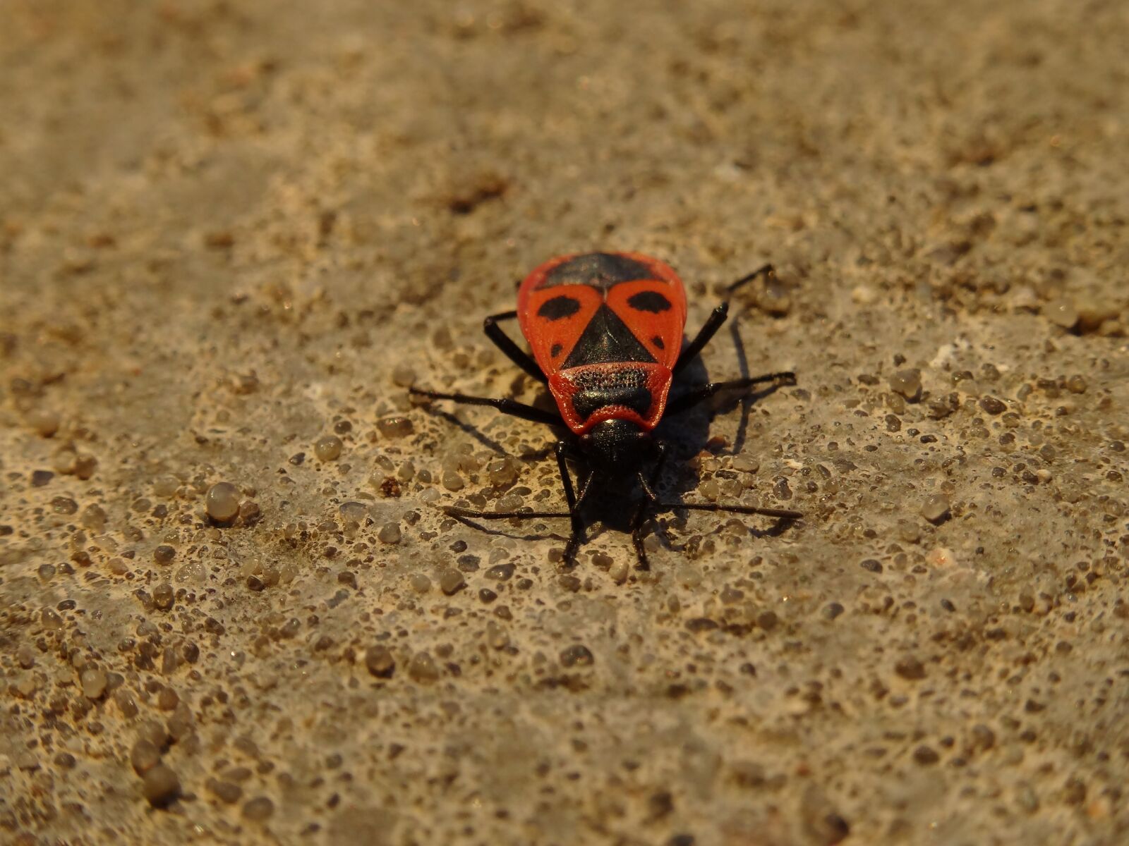 Sony DSC-HX50 sample photo. Smith wingless, arthropods, sze photography