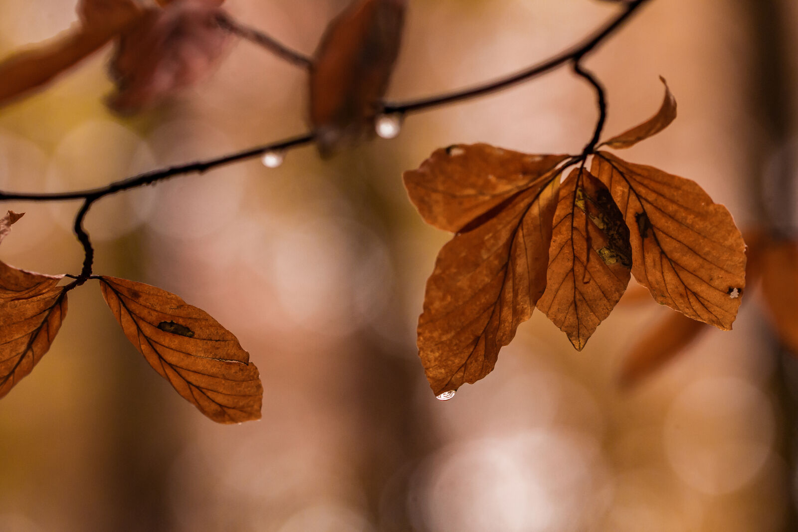 Canon EOS 70D + Canon EF 100mm F2.8L Macro IS USM sample photo. Autumn, autumn, leaves, branch photography