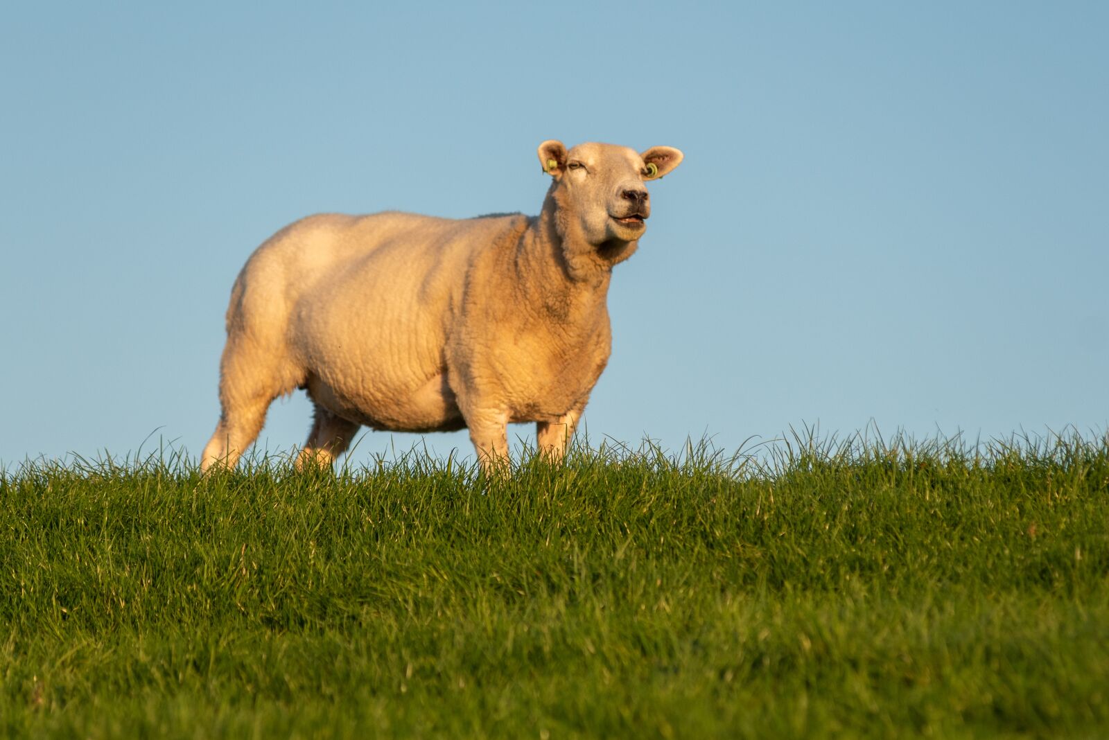 Nikon D750 sample photo. Sheep, animal, nature photography