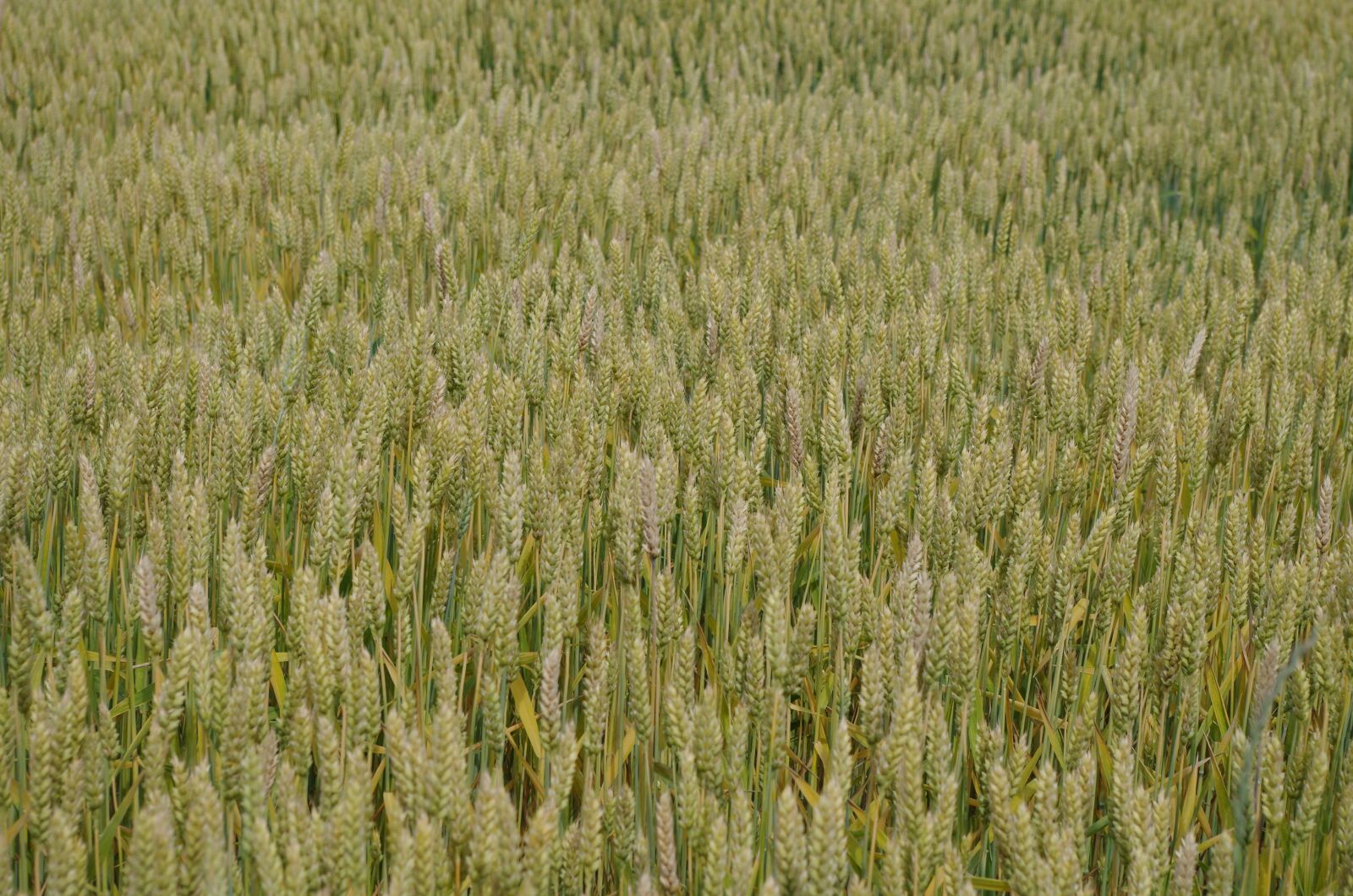 Pentax K-500 sample photo. Barley, field, nature photography