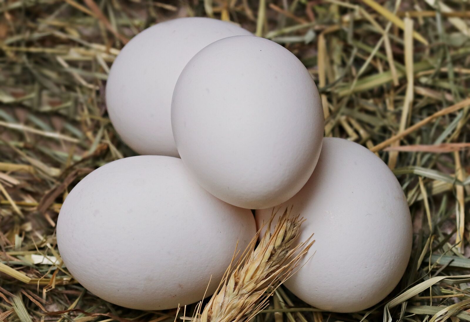 Canon EOS 80D sample photo. Egg, straw, food photography