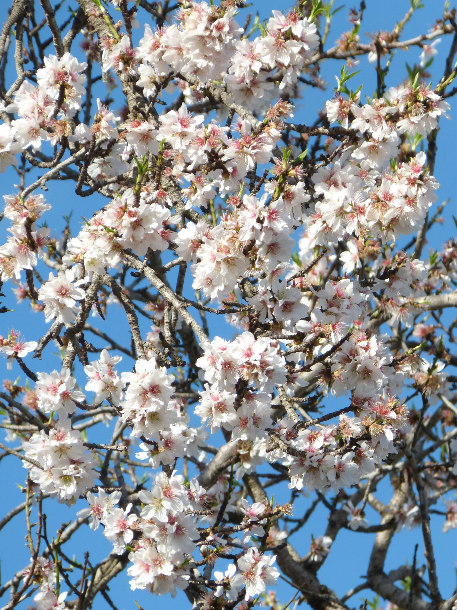 Panasonic DMC-FZ62 sample photo. Almond tree, florir, almond photography
