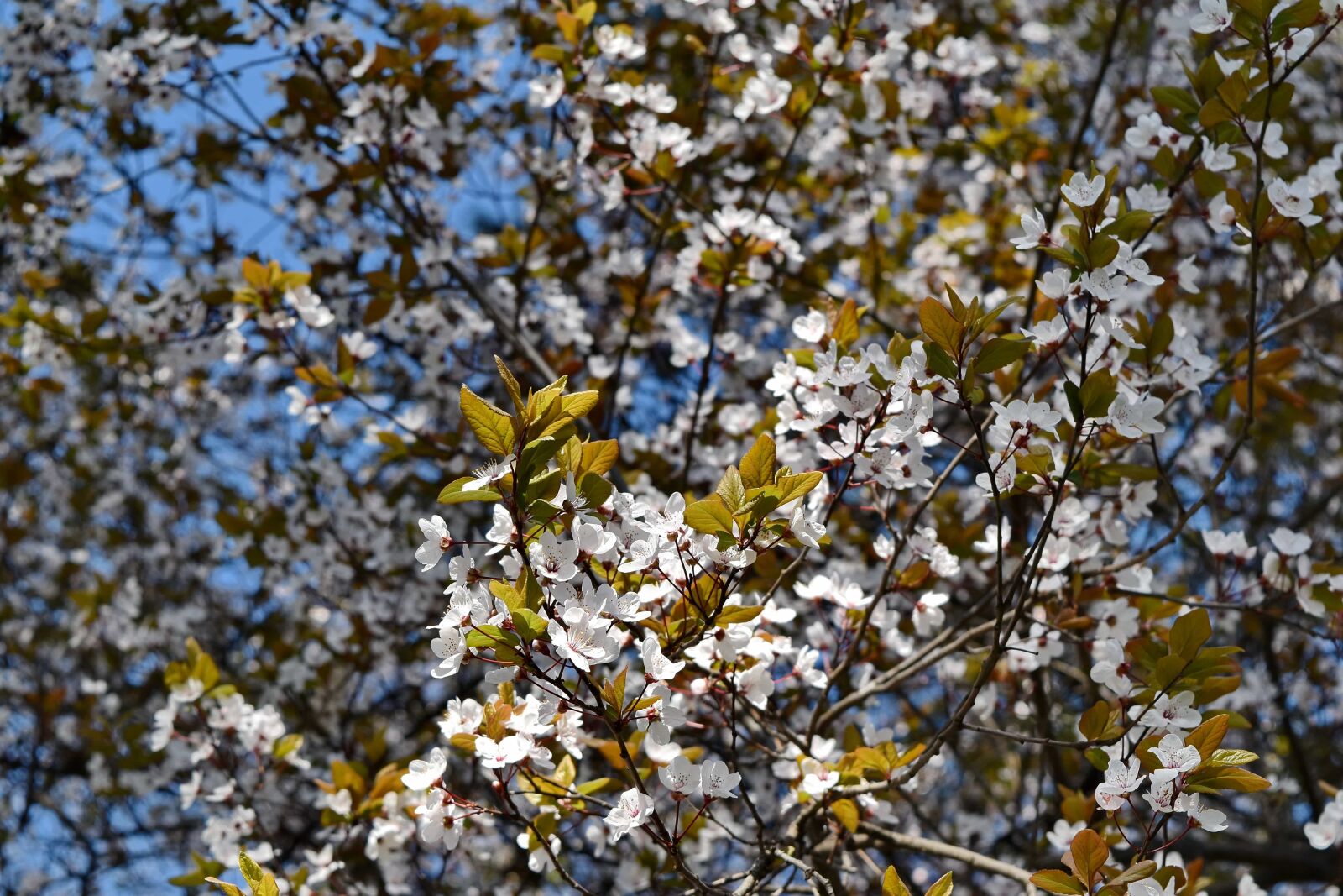 Nikon D5500 sample photo. Season, branch, nature, flora photography