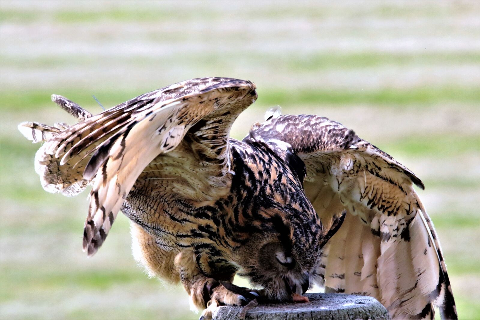 Canon EOS 7D Mark II sample photo. Eurasian eagle owl, owl photography