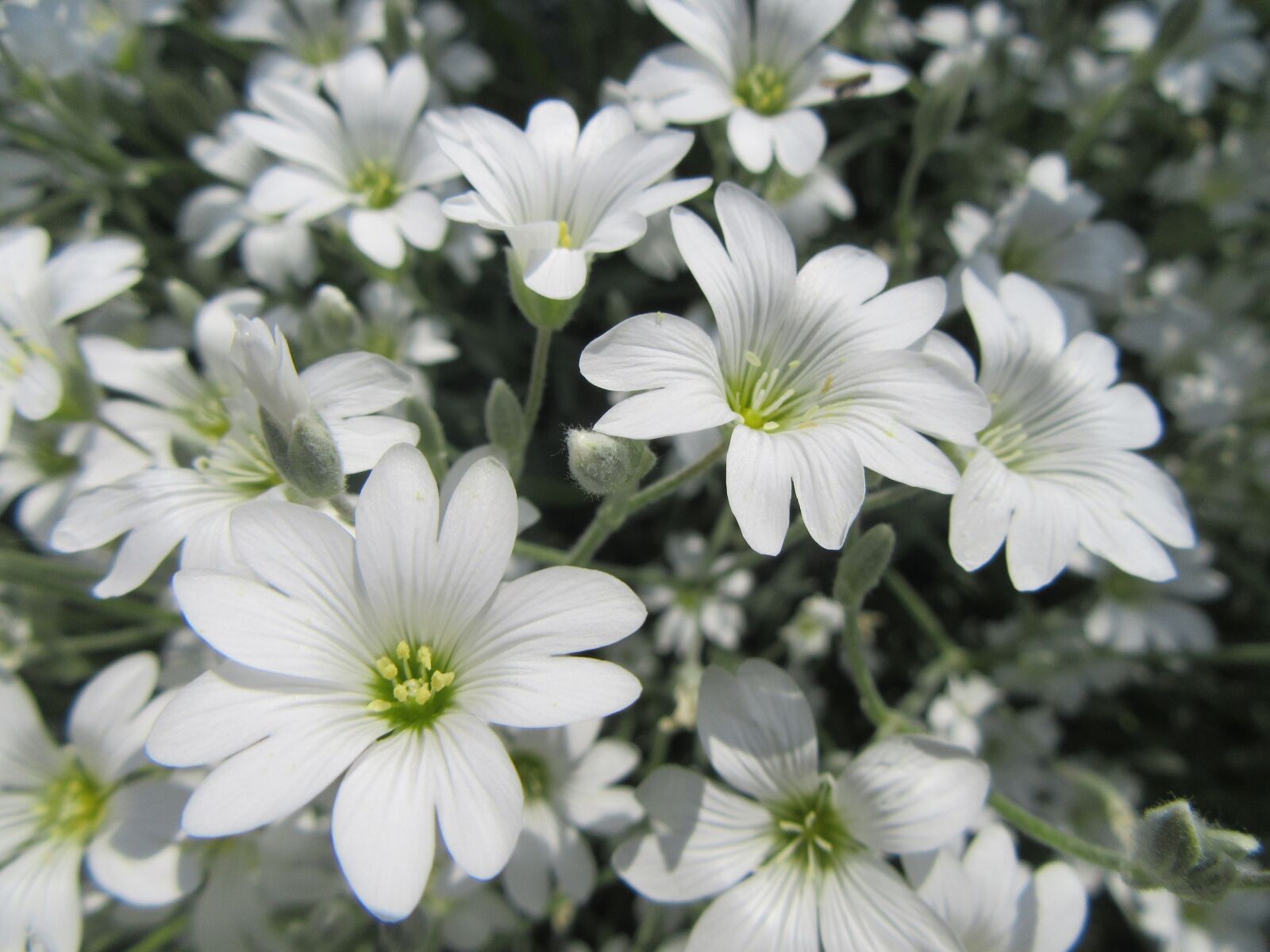 Canon PowerShot SX610 HS sample photo. Flowers, white, white flowers photography