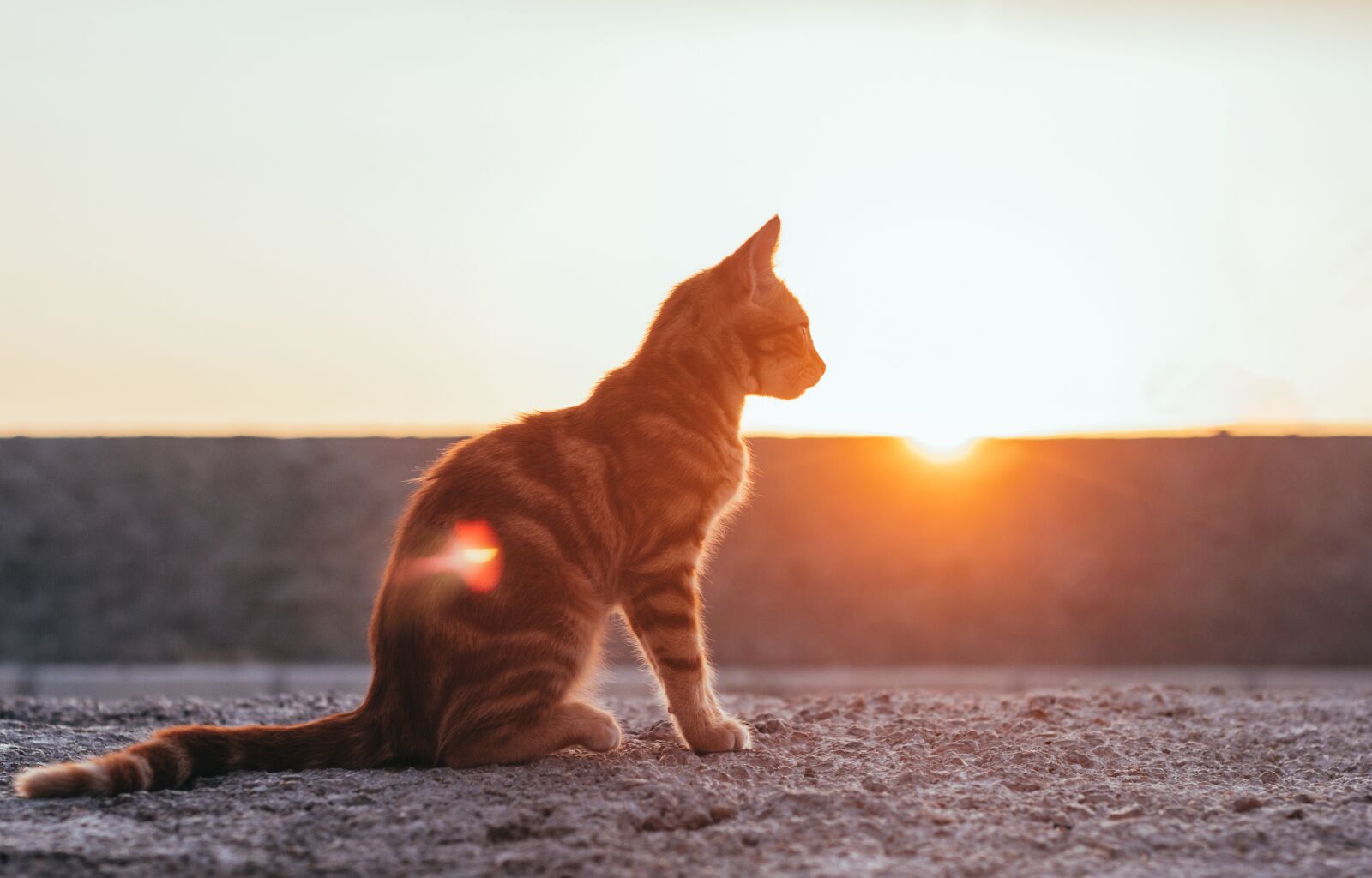 Canon EOS 700D (EOS Rebel T5i / EOS Kiss X7i) + Canon EF 50mm F1.8 II sample photo. Cat, sunset, sun photography