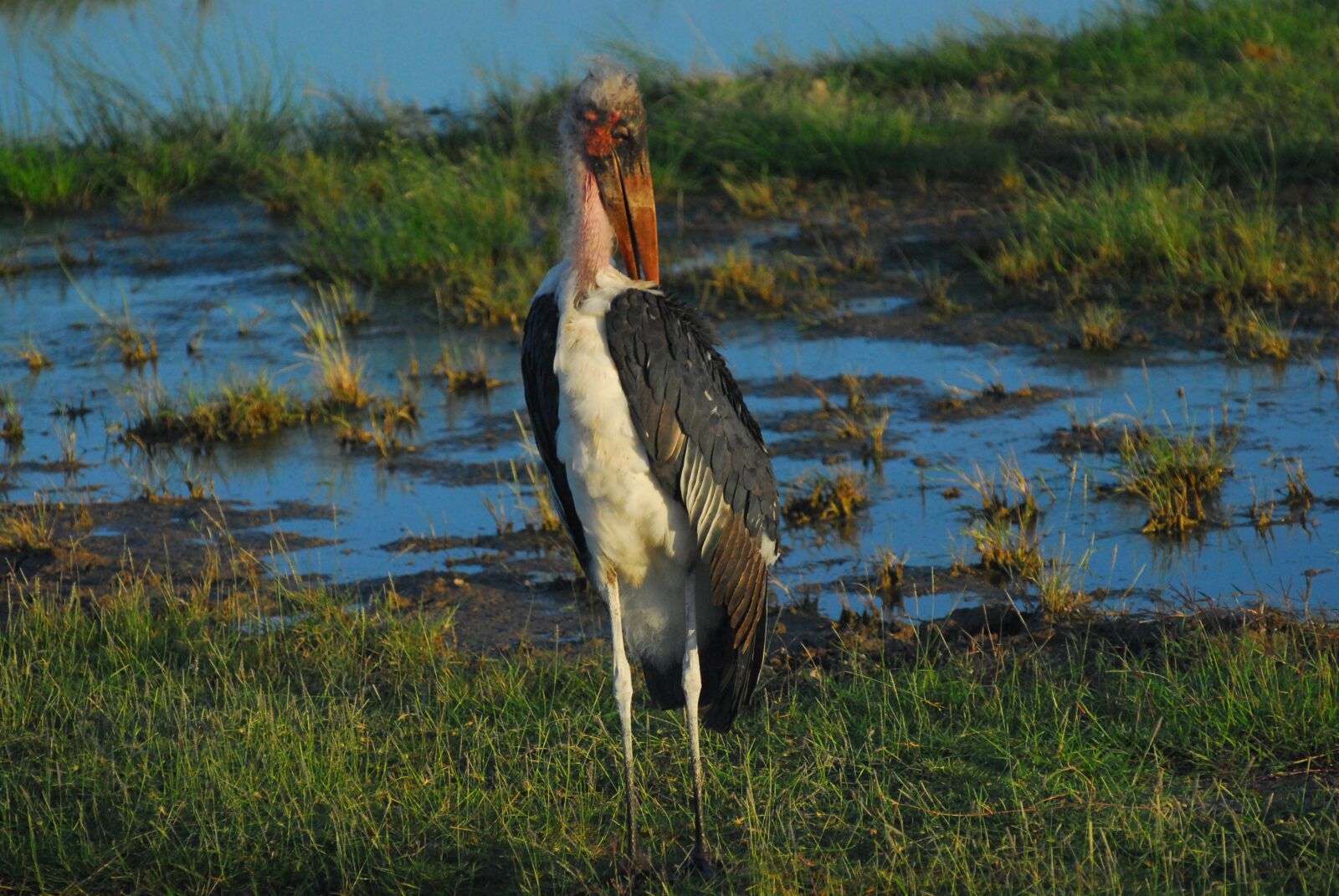 Nikon D200 sample photo. Marabou stork, big bird photography