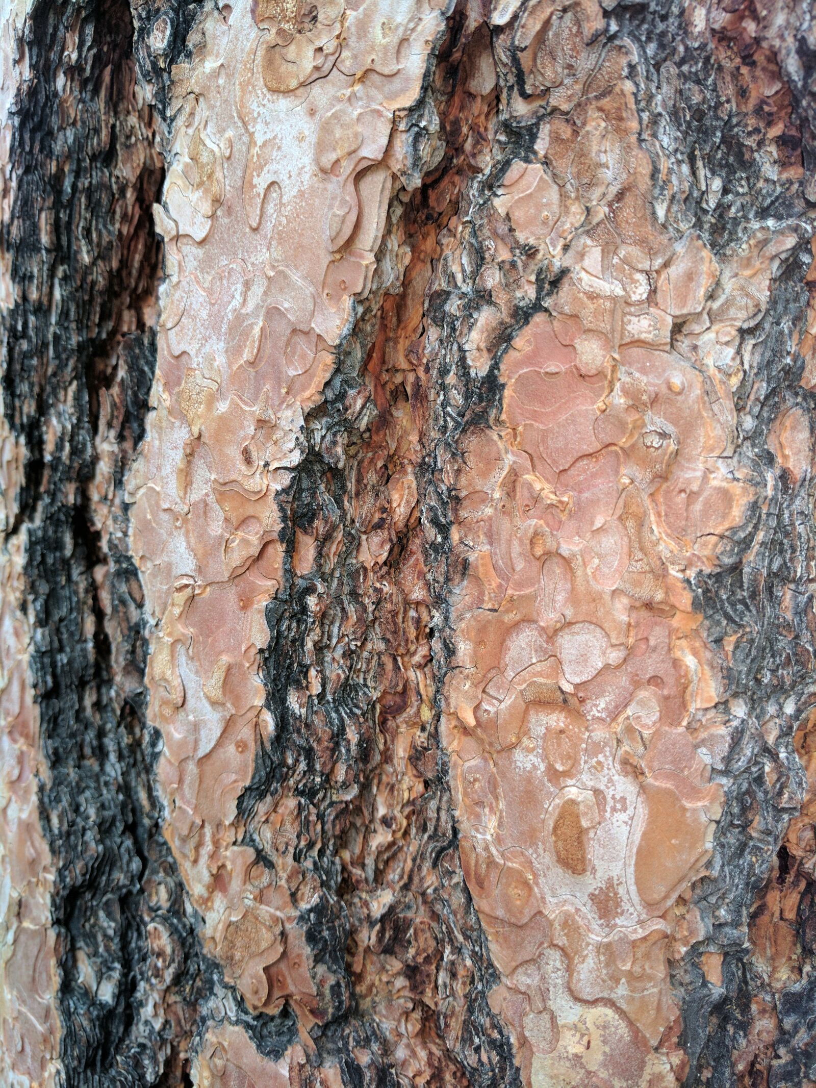 Google Pixel XL sample photo. Bark, texture, rough photography