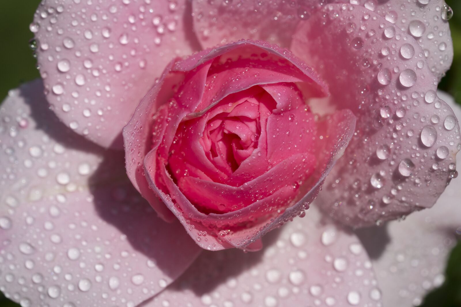 Nikon D3100 sample photo. Pink, flower, rose photography