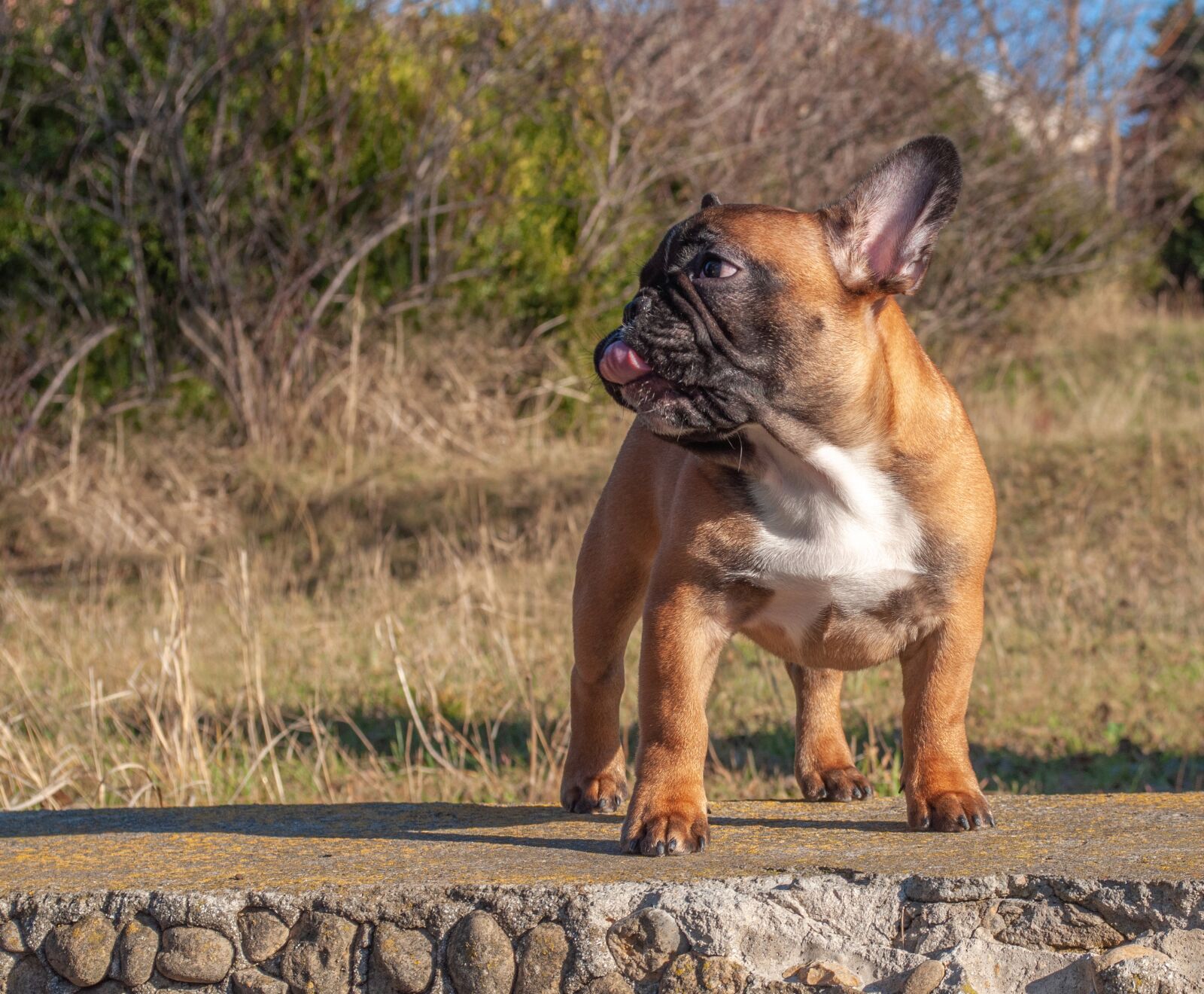 Nikon D5000 sample photo. French bulldog, puppy, pet photography