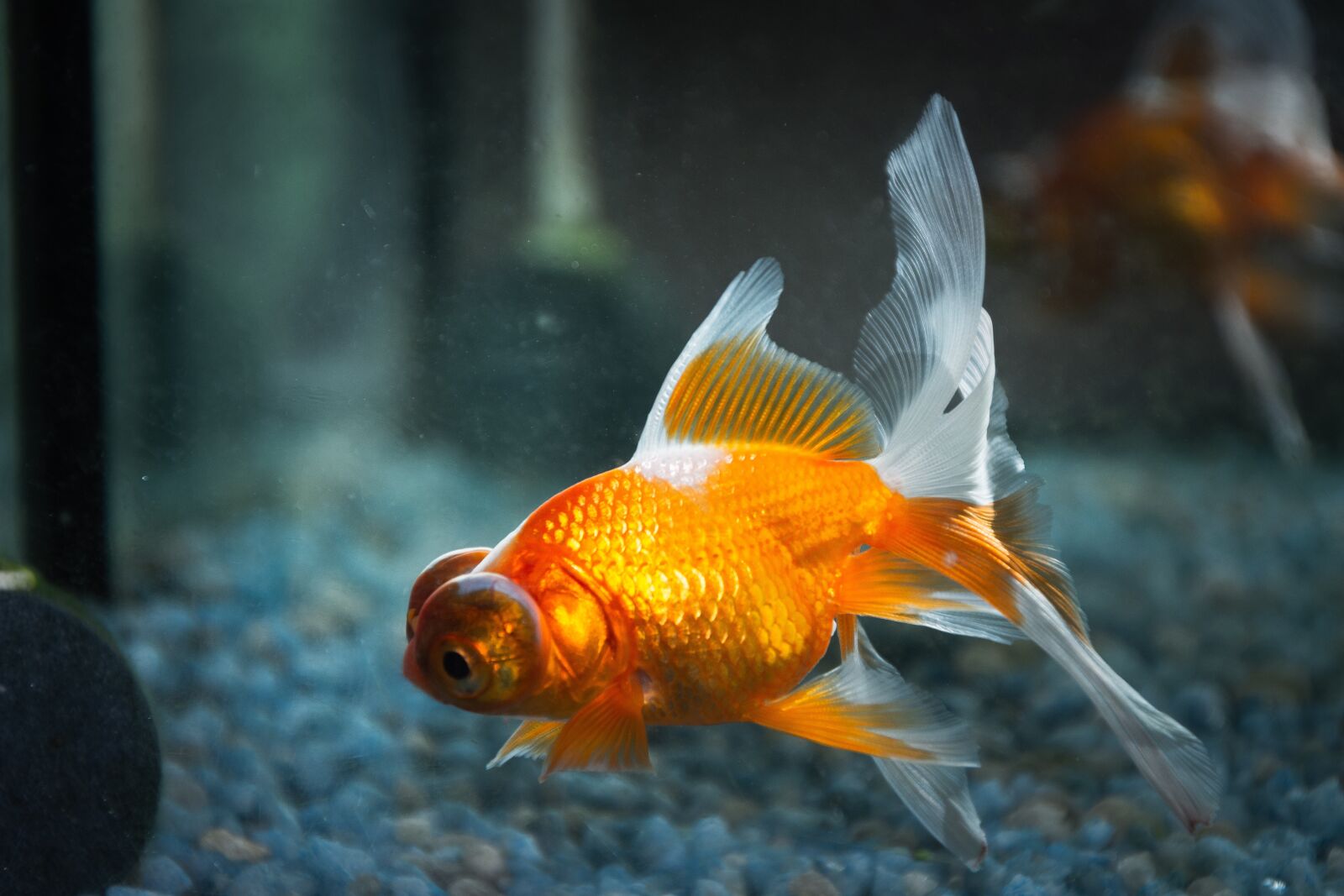 Nikon D7200 sample photo. Fish, goldfish, aquarium photography