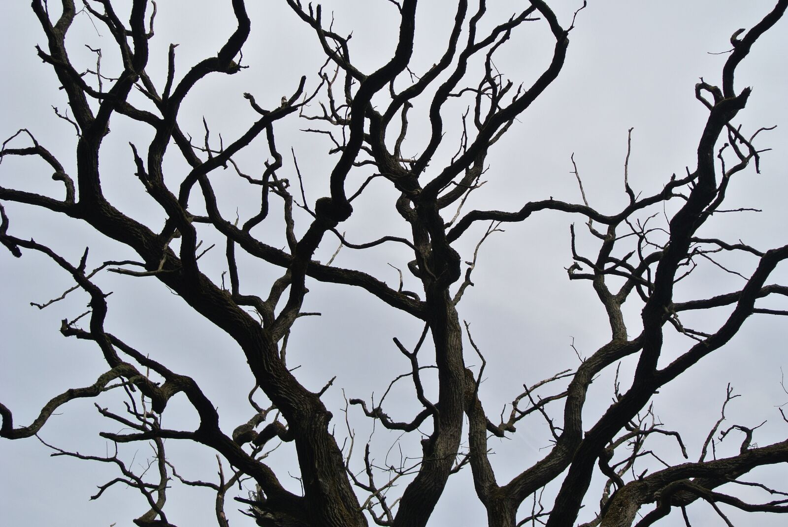 Nikon 1 Nikkor VR 10-30mm F3.5-5.6 sample photo. Tree, old, broken photography