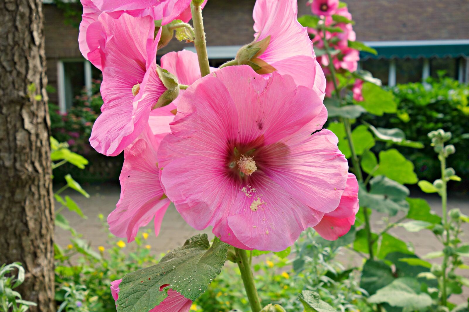 Sony Cyber-shot DSC-RX100 sample photo. Hollyhock, flower, bloom photography