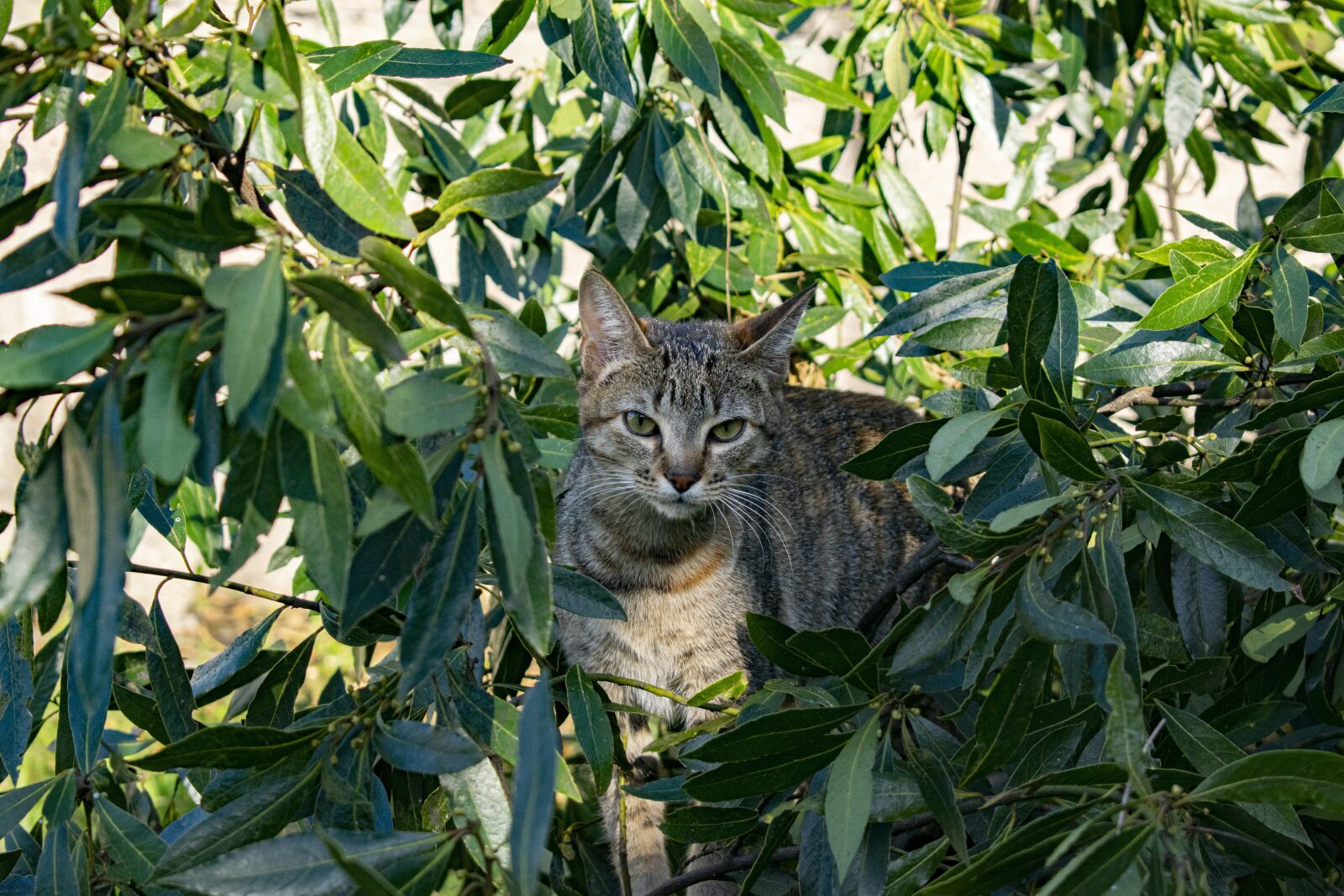 Nikon D5300 sample photo. Cat, baby cat, cute photography