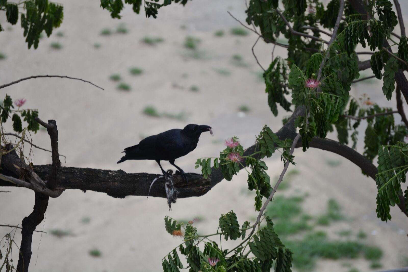Nikon D5200 sample photo. Crow, a crow in photography