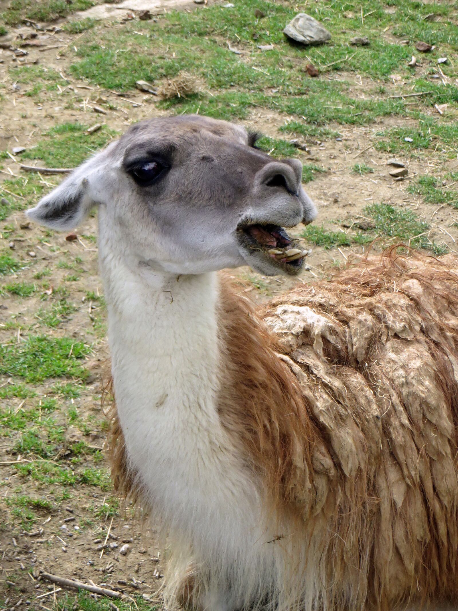 Canon PowerShot SX270 HS sample photo. Lama, camelid, anger photography