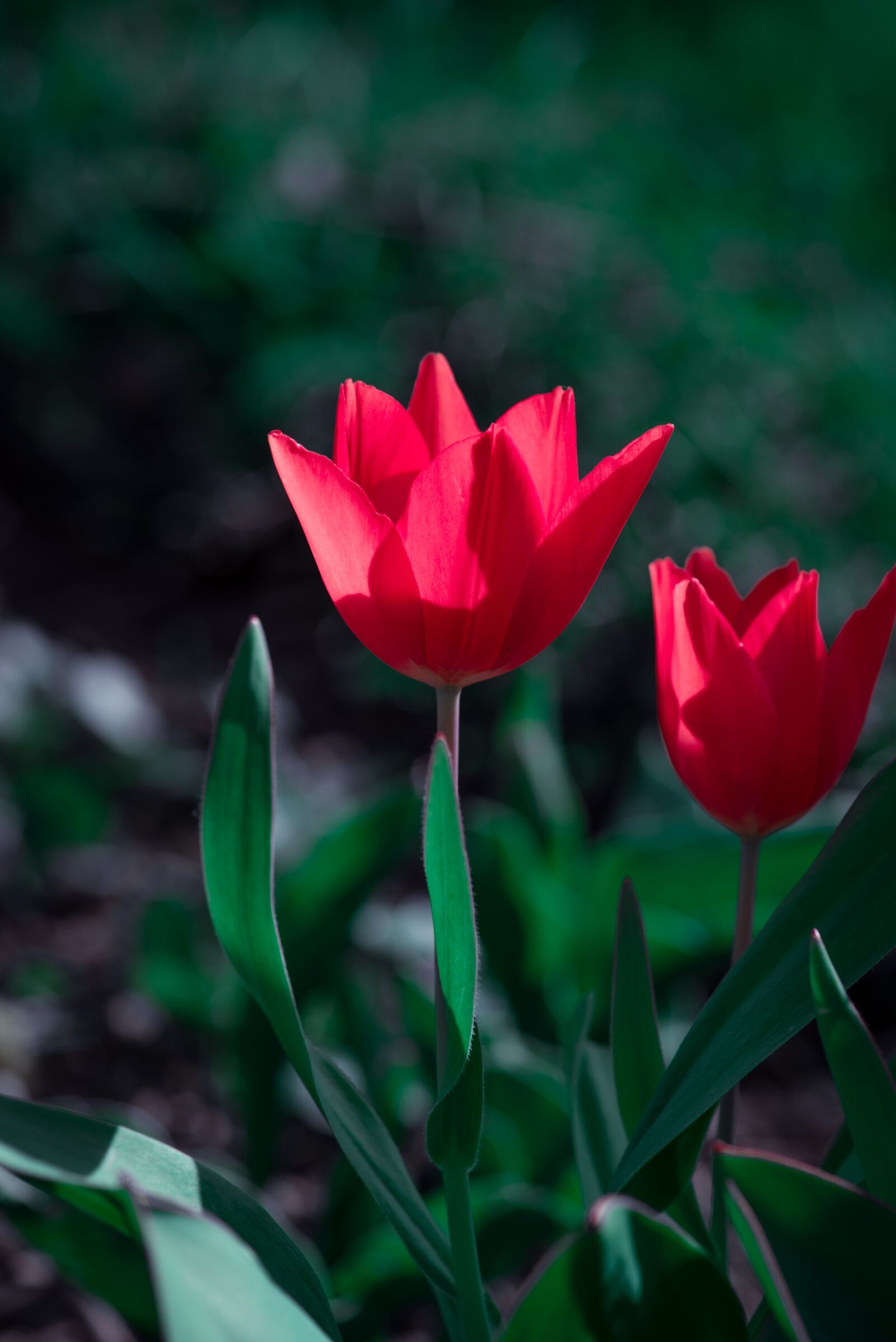 Nikon D750 sample photo. Tulip, red, flowers photography