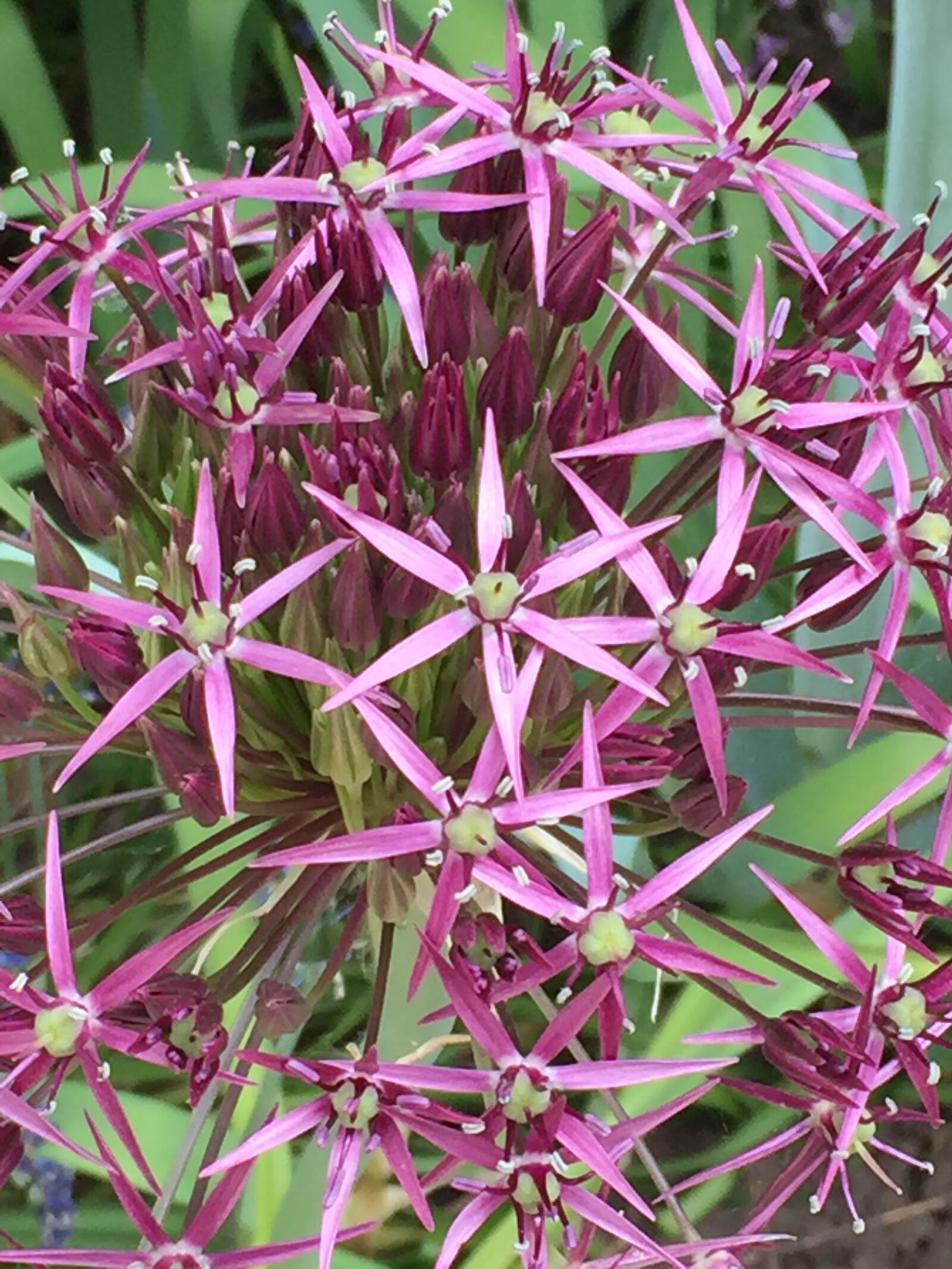 Apple iPhone 6 sample photo. Purple, flower, allium photography