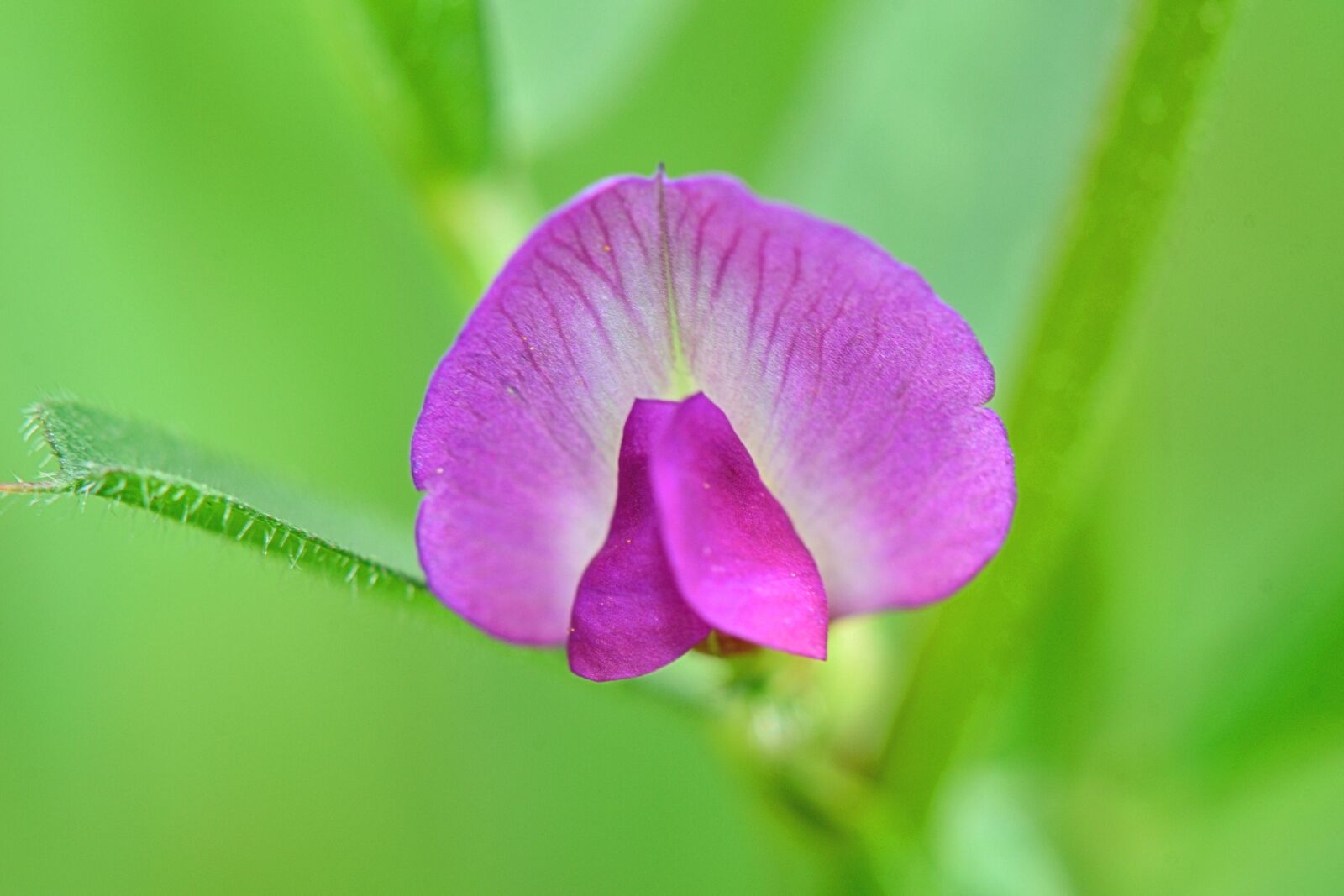 Nikon D5300 sample photo. Orchid, nature, flower photography