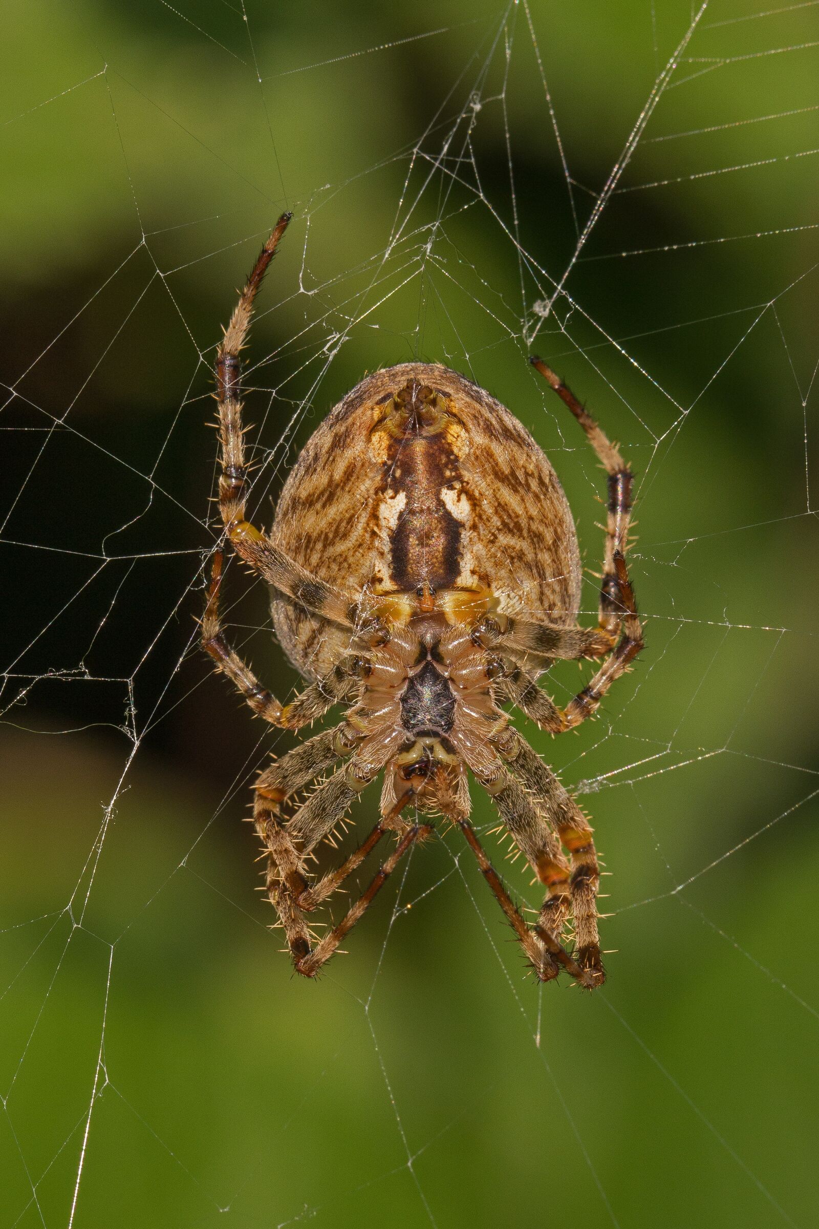 Canon EF 100mm F2.8L Macro IS USM sample photo. Araneus, arachnid, spider photography