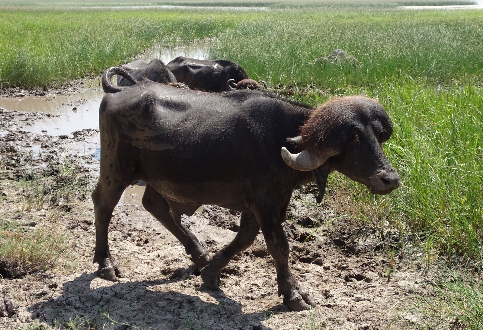 Sony Cyber-shot DSC-HX90V sample photo. Buffalo, bull, stud photography