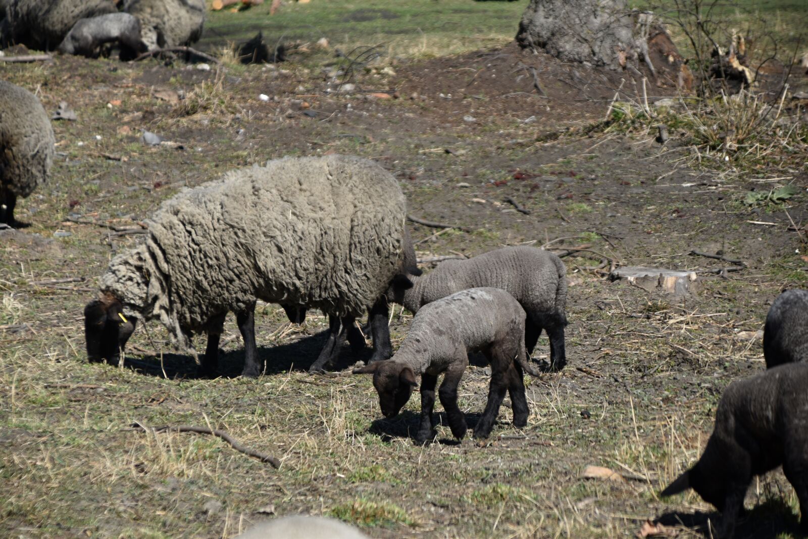 Nikon D3500 sample photo. Herd, sheep, pasture photography