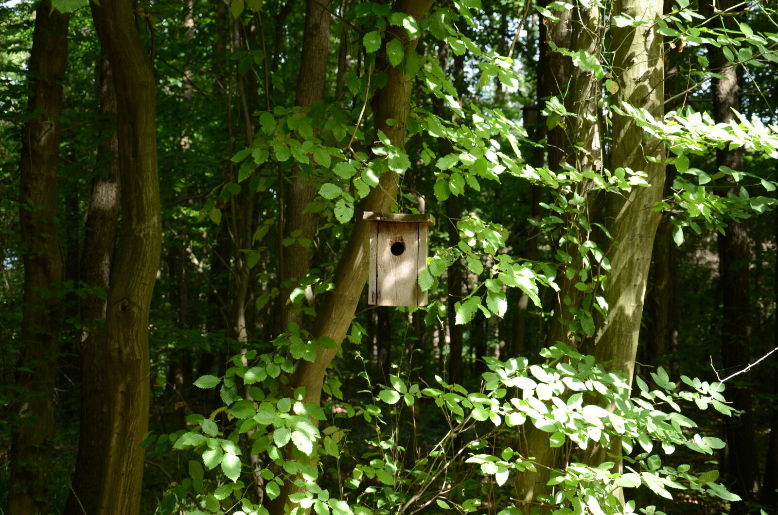 Nikon D7000 sample photo. Belgrad, bird, house, istanbul photography