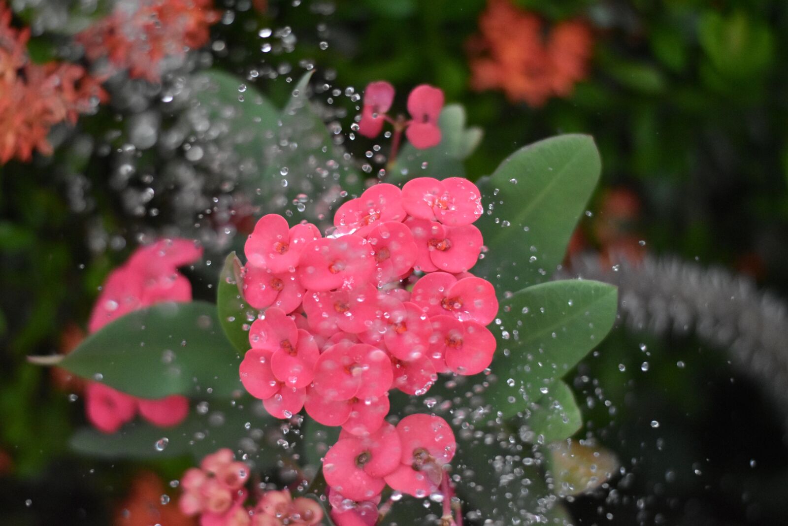 Nikon D5500 sample photo. Flower, red, water photography