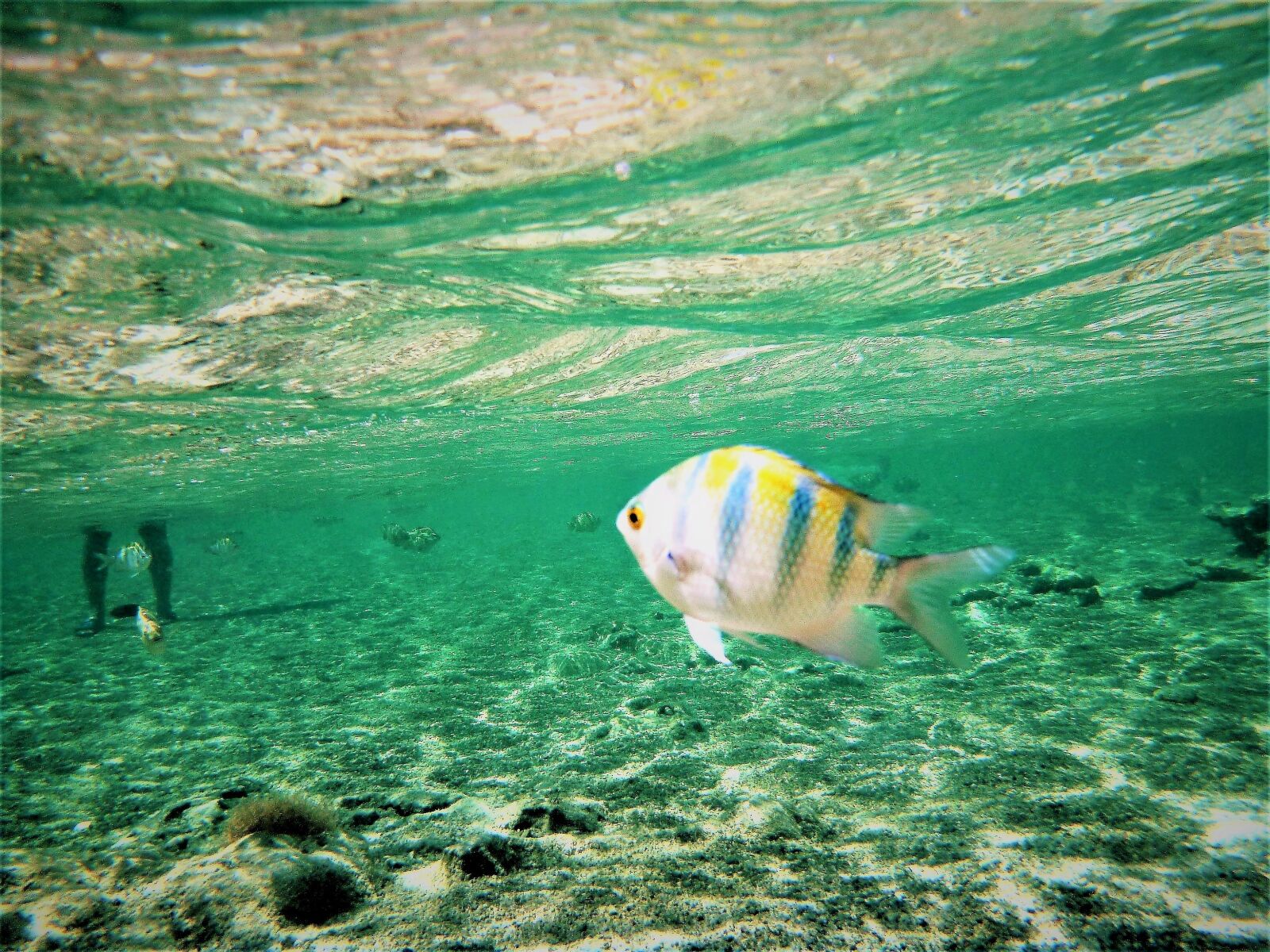 Panasonic DMC-FT3 sample photo. Fish, legs, sea photography