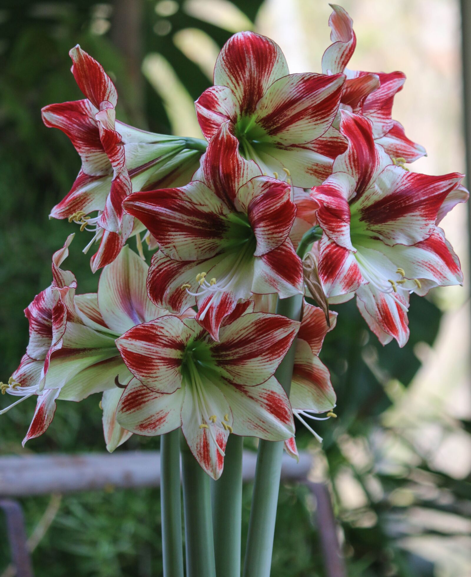 Canon EOS 70D sample photo. Amaryllis, flower, plant photography