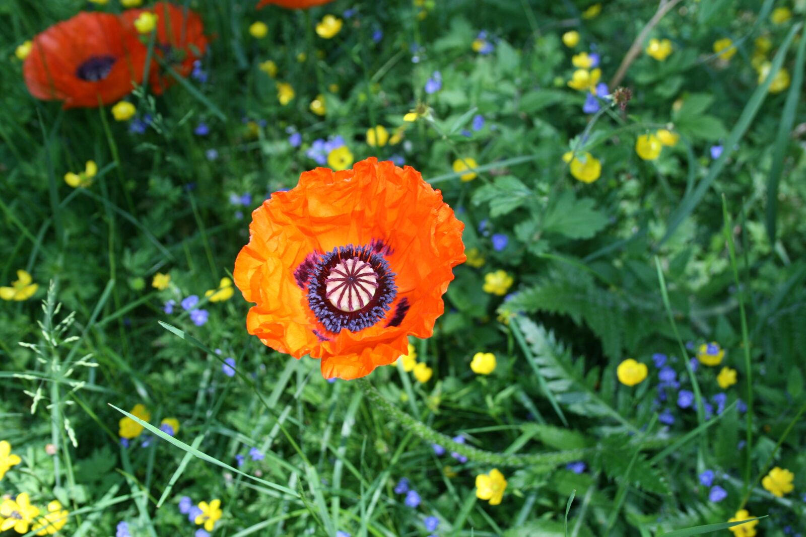 Canon EOS 400D (EOS Digital Rebel XTi / EOS Kiss Digital X) sample photo. Poppy, plant, nature photography