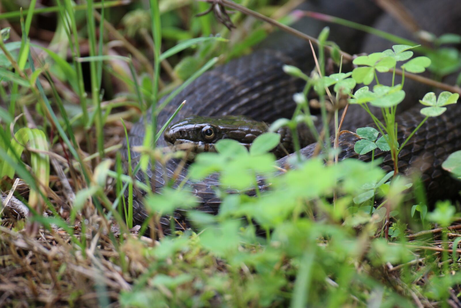 Sigma 60-600mm F4.5-6.3 DG OS HSM | S sample photo. Snake, reptile, grass photography