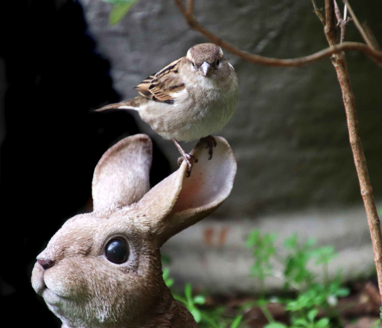 Tamron 18-400mm F3.5-6.3 Di II VC HLD sample photo. Bird, sparrow, perched photography