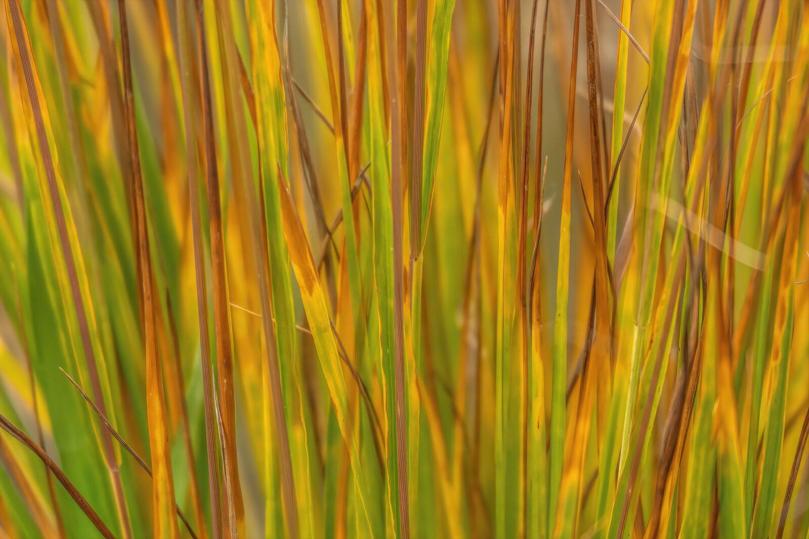 Nikon D7100 sample photo. Flora, gras, nature photography