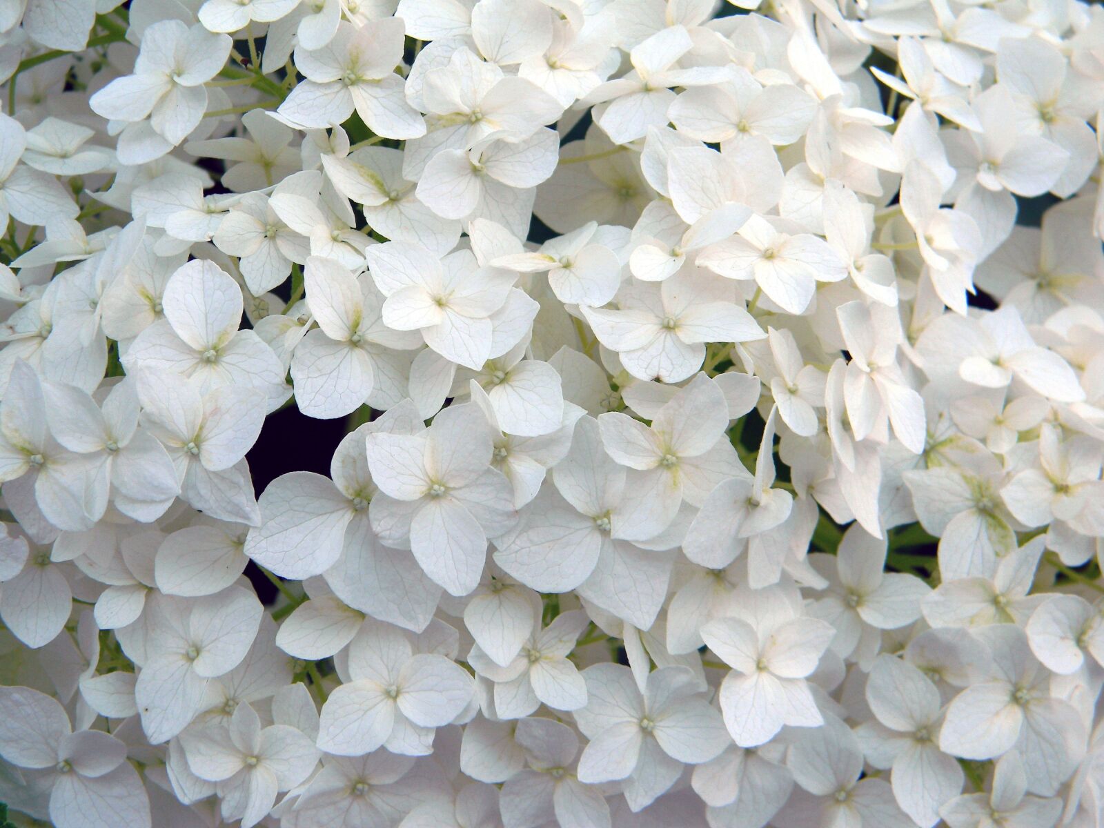 Nikon Coolpix L110 sample photo. Hydrangea, white flower, hydrangea photography