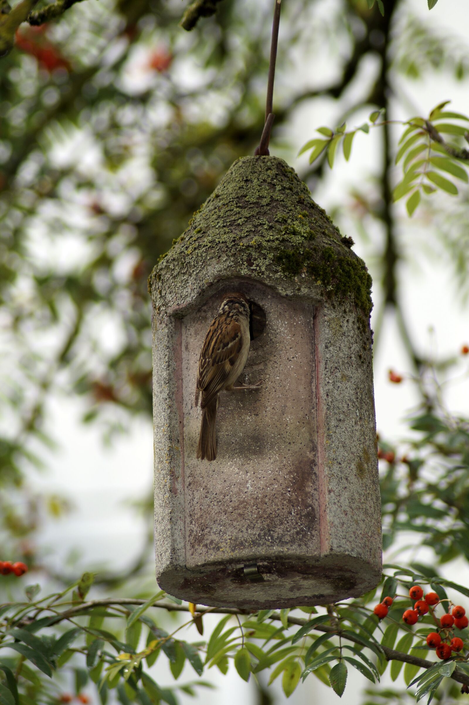 Sony SLT-A58 sample photo. Sparrow, bird, bird feeder photography