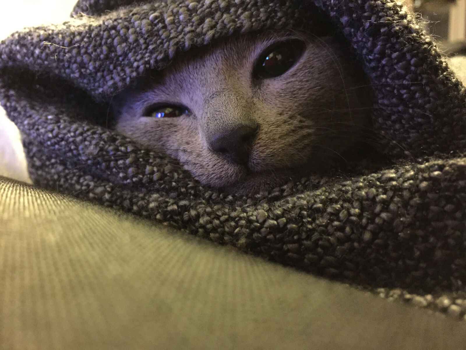 Apple iPhone 6 sample photo. Blanket, cat, gray, lazy photography