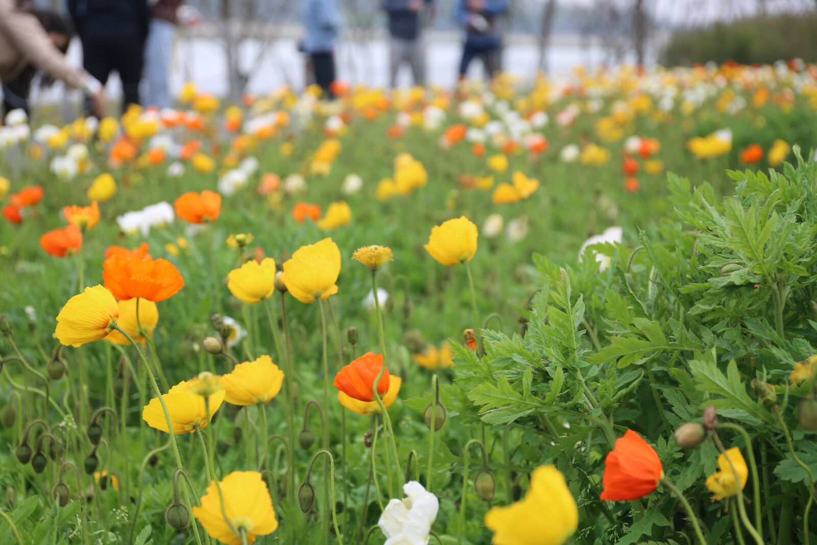 Canon EF 24-70mm F4L IS USM sample photo. Grass, flower, park photography