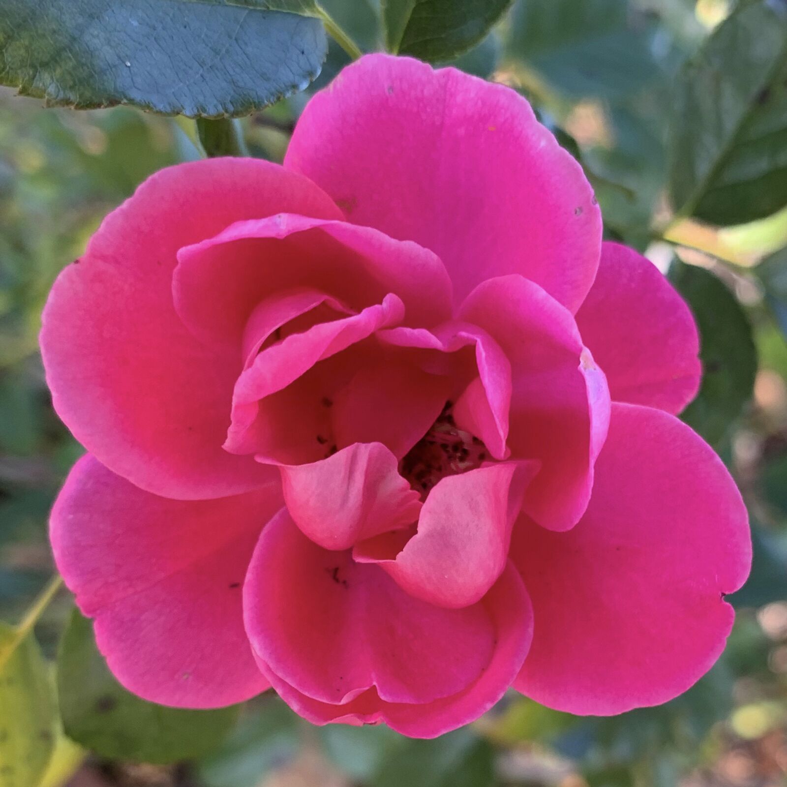 Apple iPhone XS sample photo. Rose, pink, petals photography