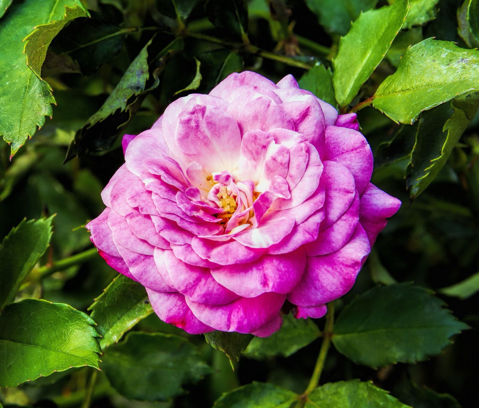 Nikon D7200 sample photo. Flower, pink, rose photography