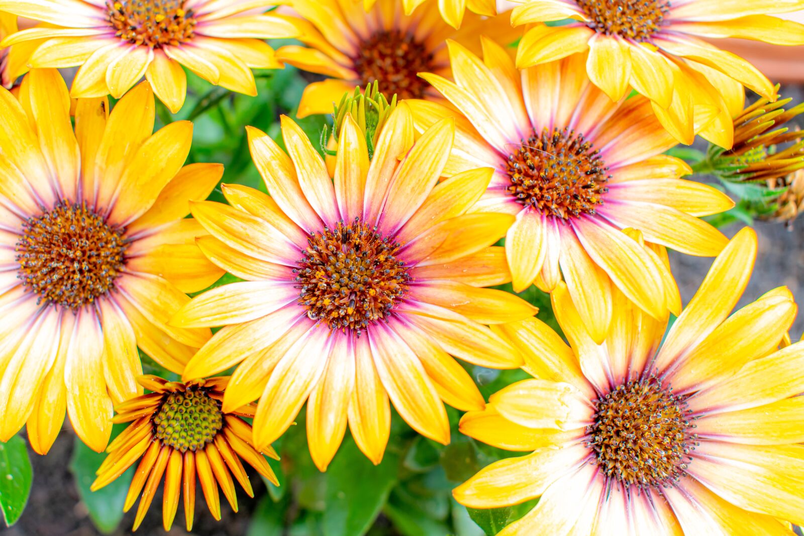 Nikon D5300 sample photo. Calendula, marigold, spring photography