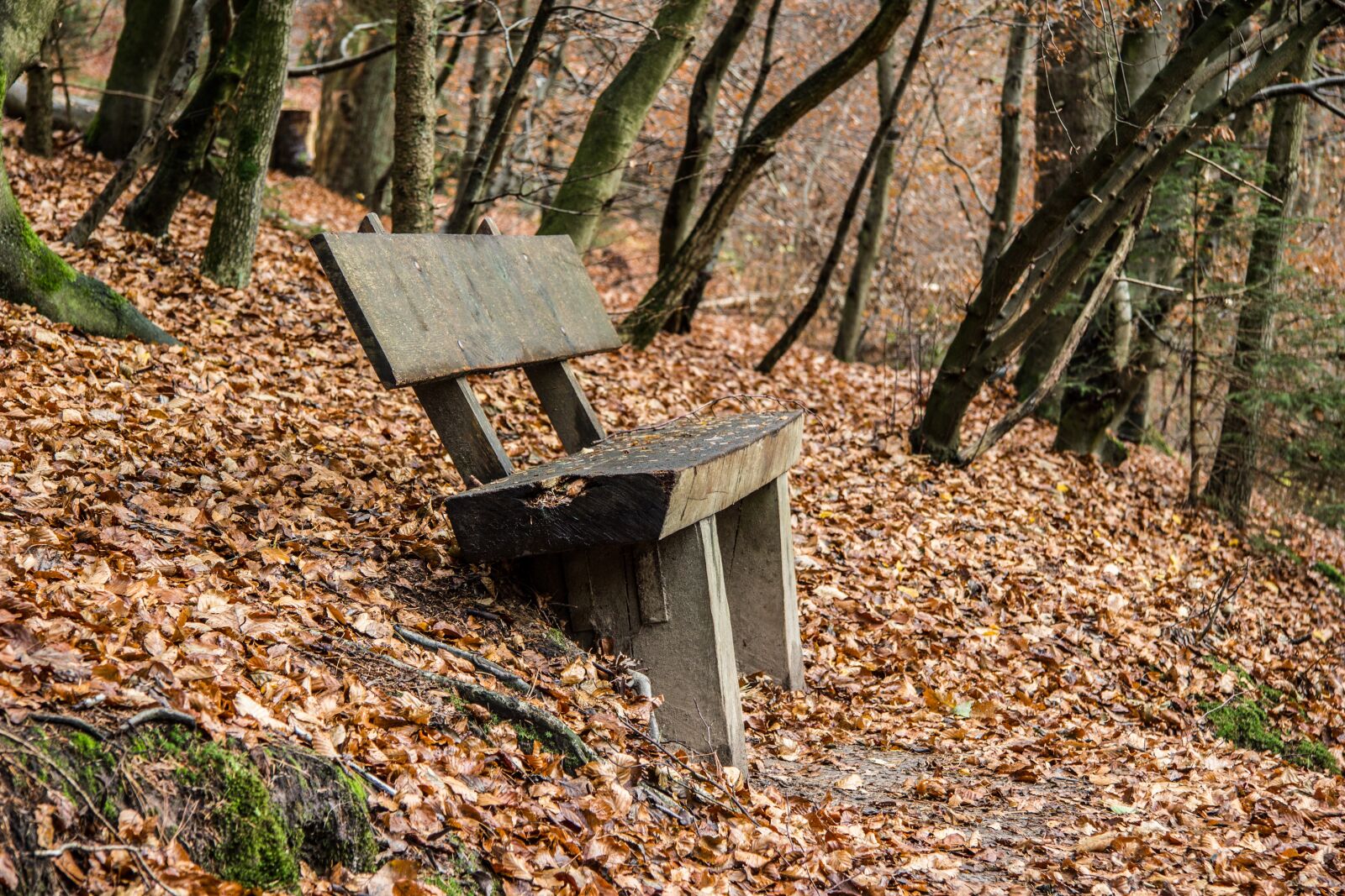 Canon EF-S 17-85mm F4-5.6 IS USM sample photo. Bank, forest, autumn photography
