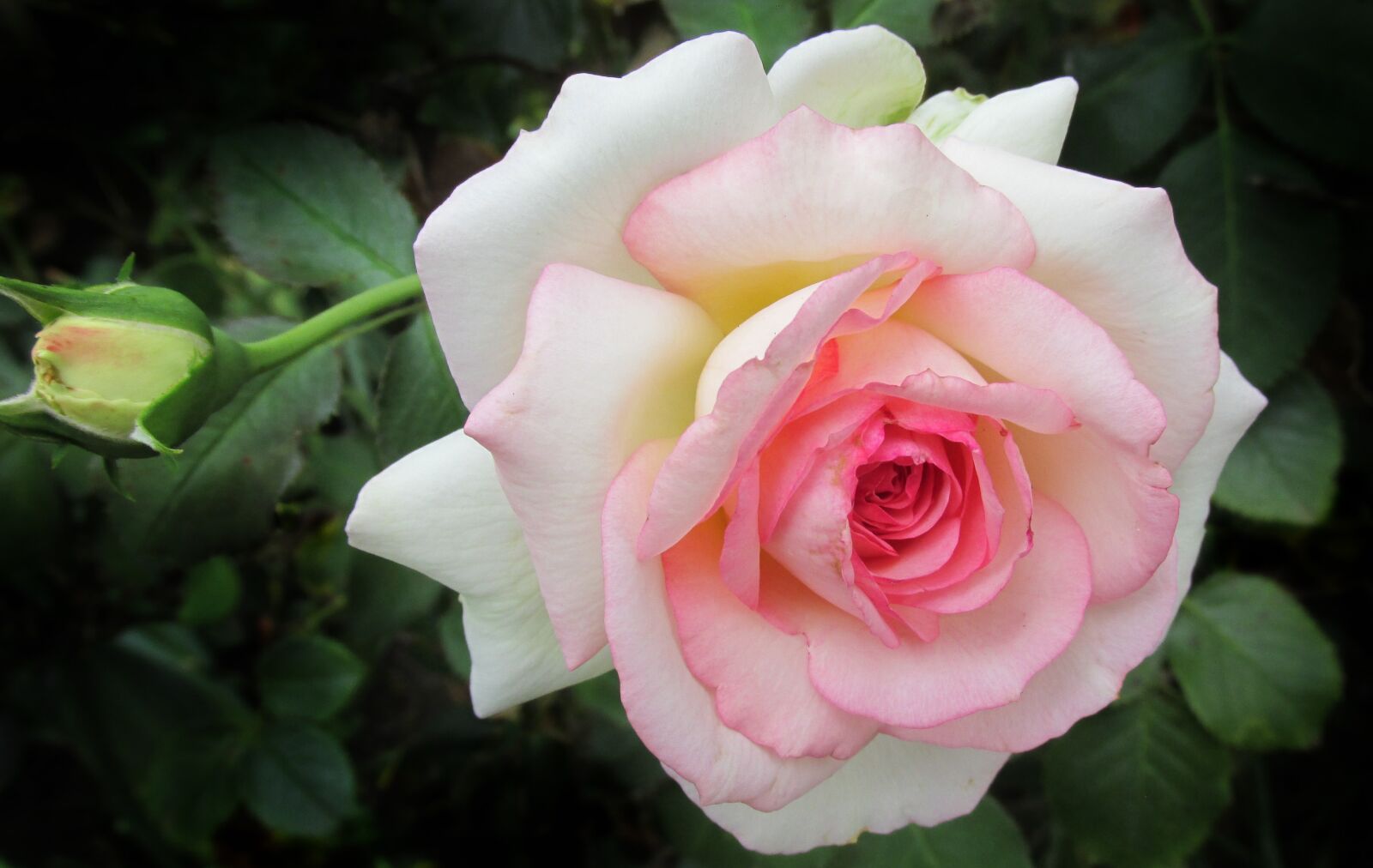 Canon PowerShot SX170 IS sample photo. Flower, pink, rose photography