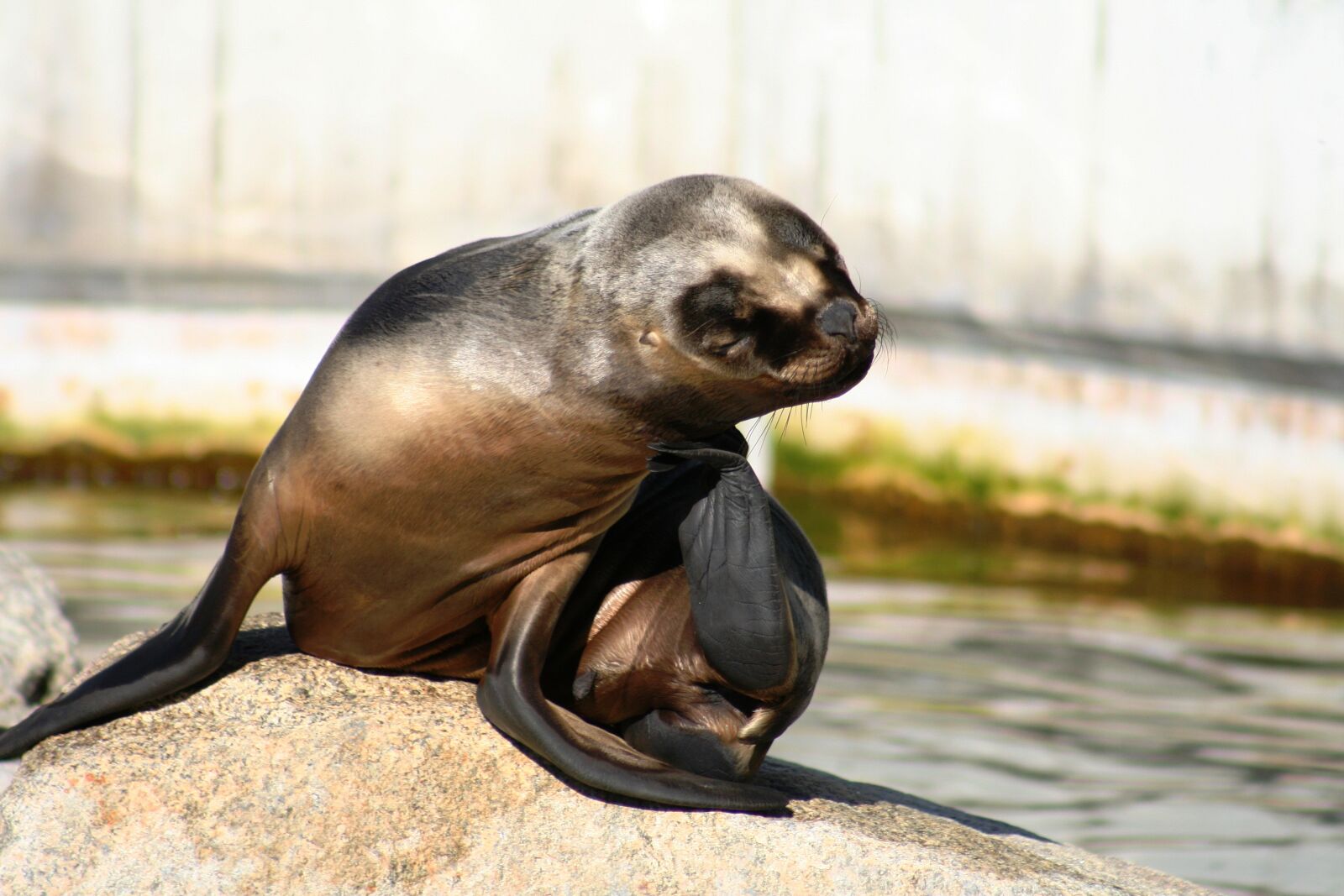 Canon EOS 350D (EOS Digital Rebel XT / EOS Kiss Digital N) sample photo. Sea lion, robbe, marine photography