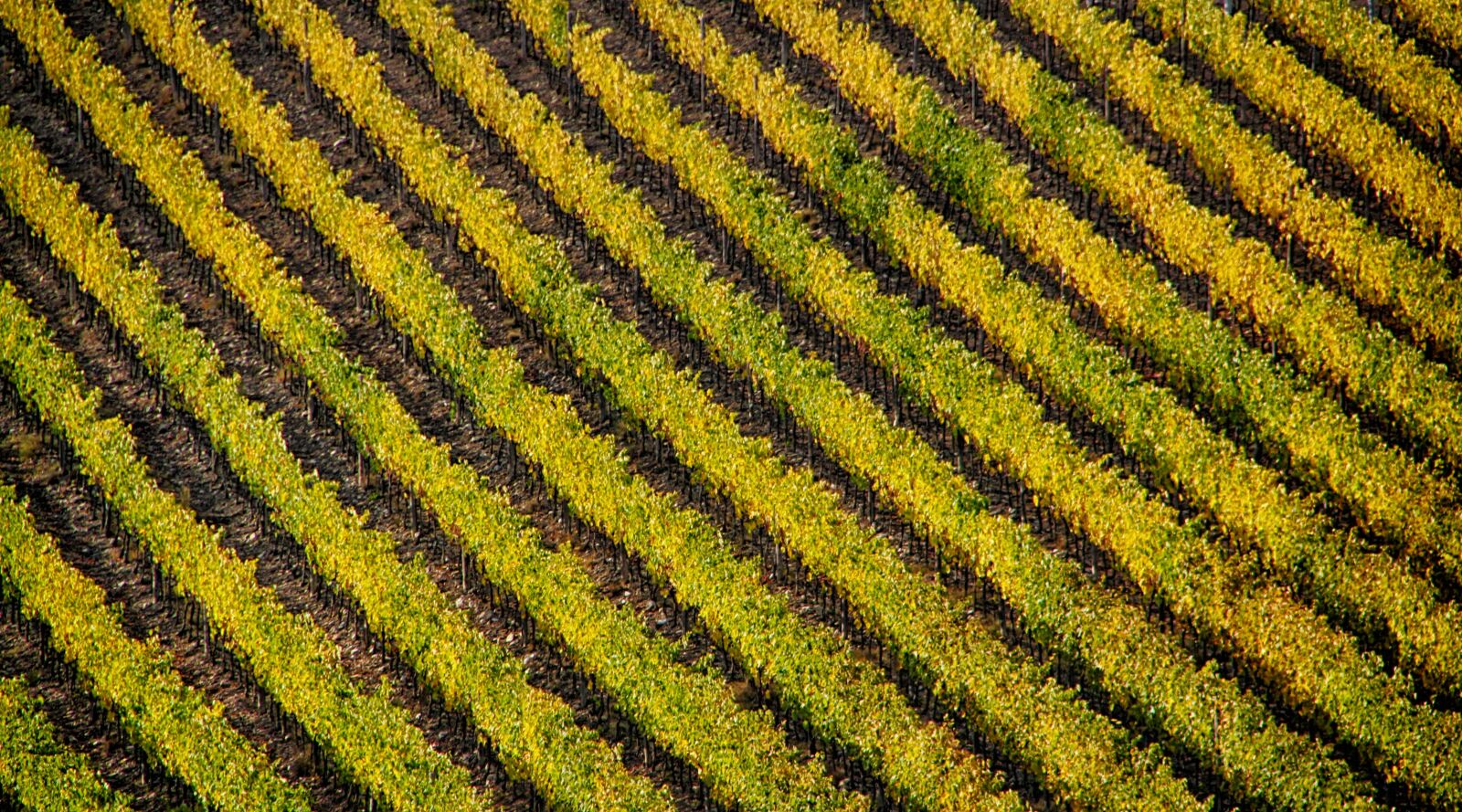 Canon EOS 550D (EOS Rebel T2i / EOS Kiss X4) sample photo. Italy, green, sky photography