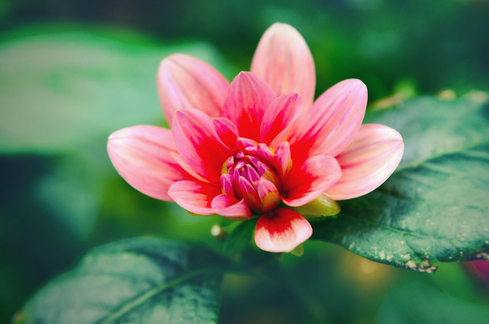 Fujifilm FinePix X100 sample photo. Bloom, blossom, close-up photography